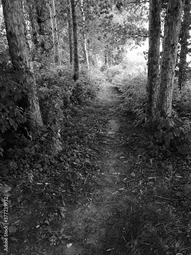 path in the woods © Rick