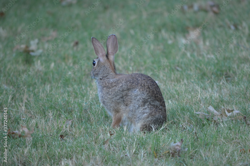 Fototapeta premium Bunny