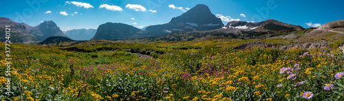 Foto Wildflowers of Glacier National Park, Montana