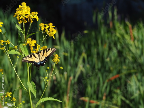 beautiful swallowtail butterfly on native plants along the Potomac river
