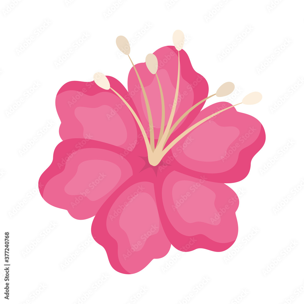 Fototapeta premium Isolated pink hawaiian flower vector design