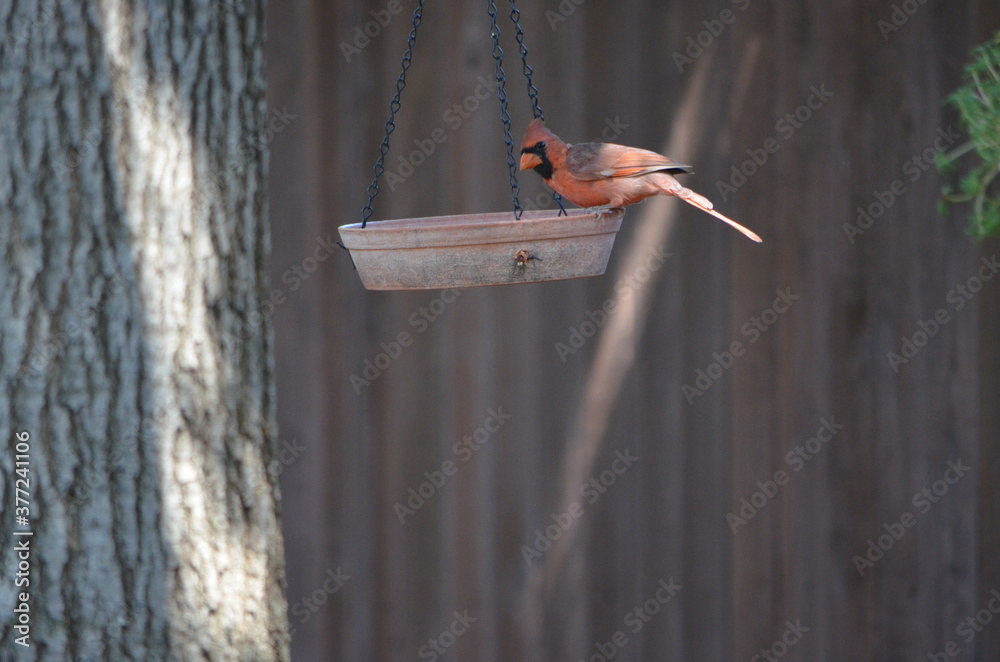 Naklejka premium Cardinal bird