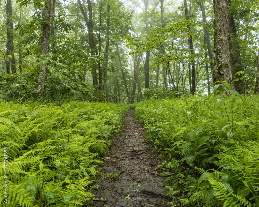 path through ferns path through ferns