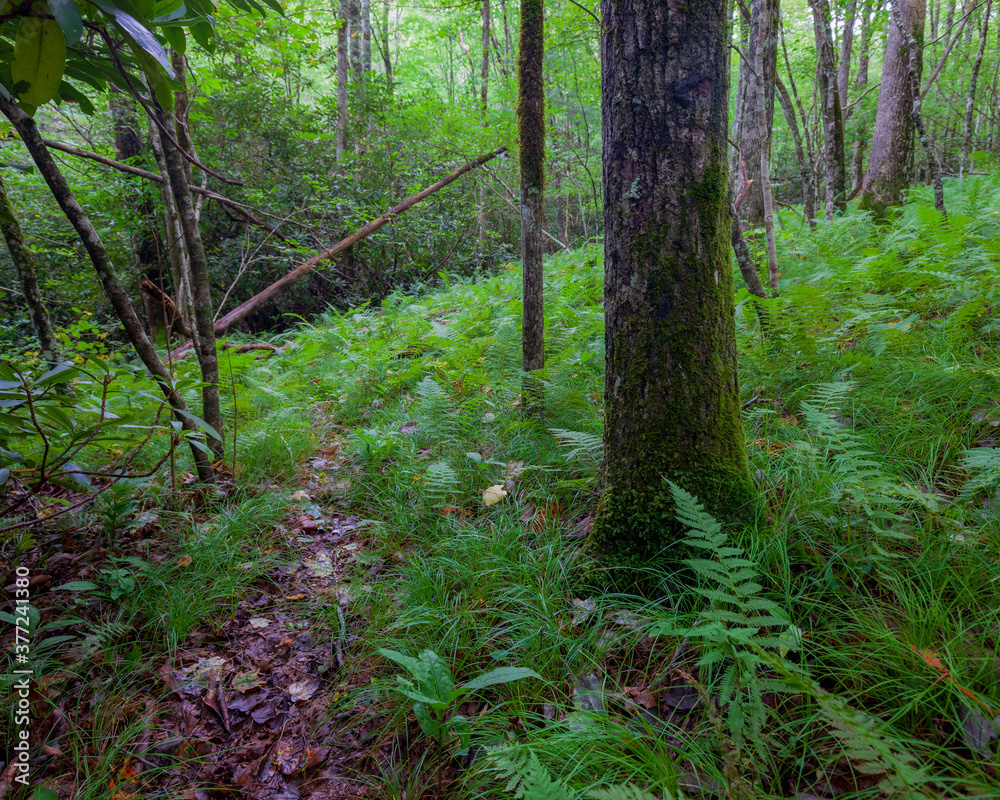 Fototapeta premium path in the forest