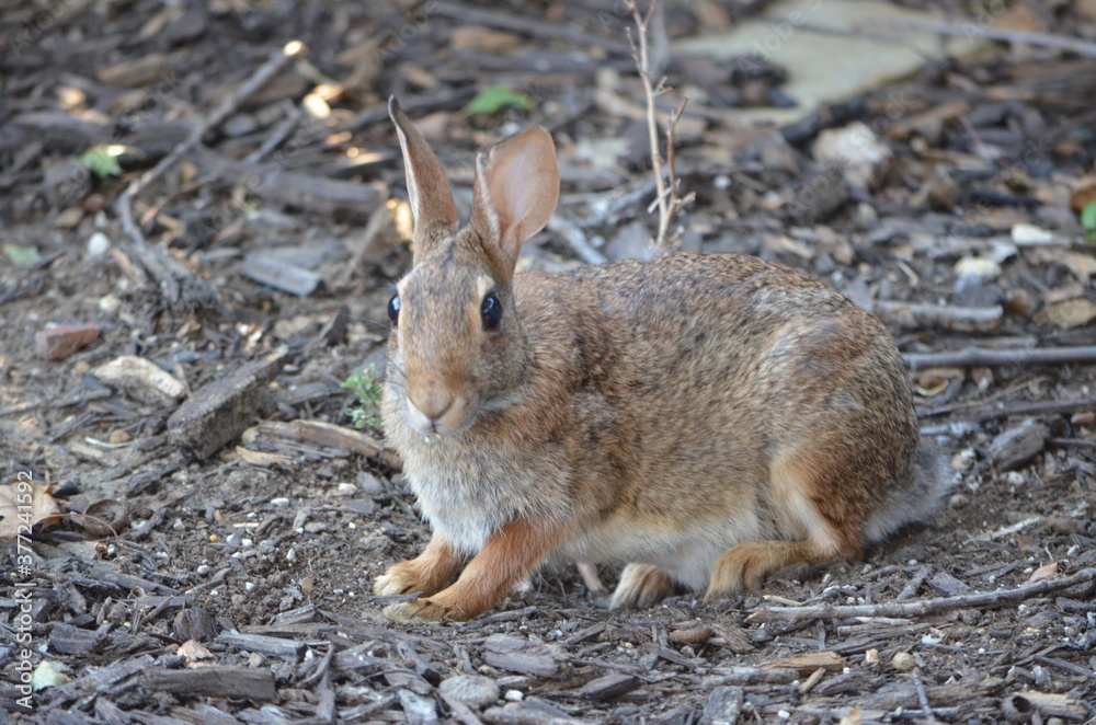 Fototapeta premium Rabbit