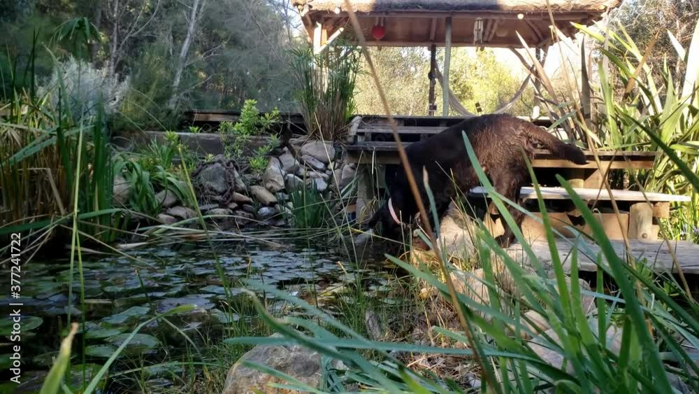 Perro marrón tomando agua del estanque una tarde soleada Perro marrón tomando agua del estanque una tarde soleada