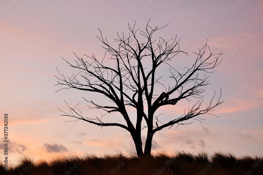 Silhouette of trees against beautiful sunset Silhouette of trees against beautiful sunset