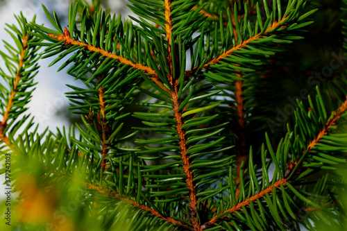 Close-up of fir tree branches. Christmas tree pine branches. © Yuriy_Lyan