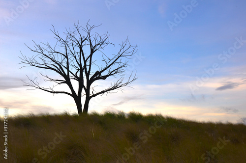 A lone trees against beautiful sunset