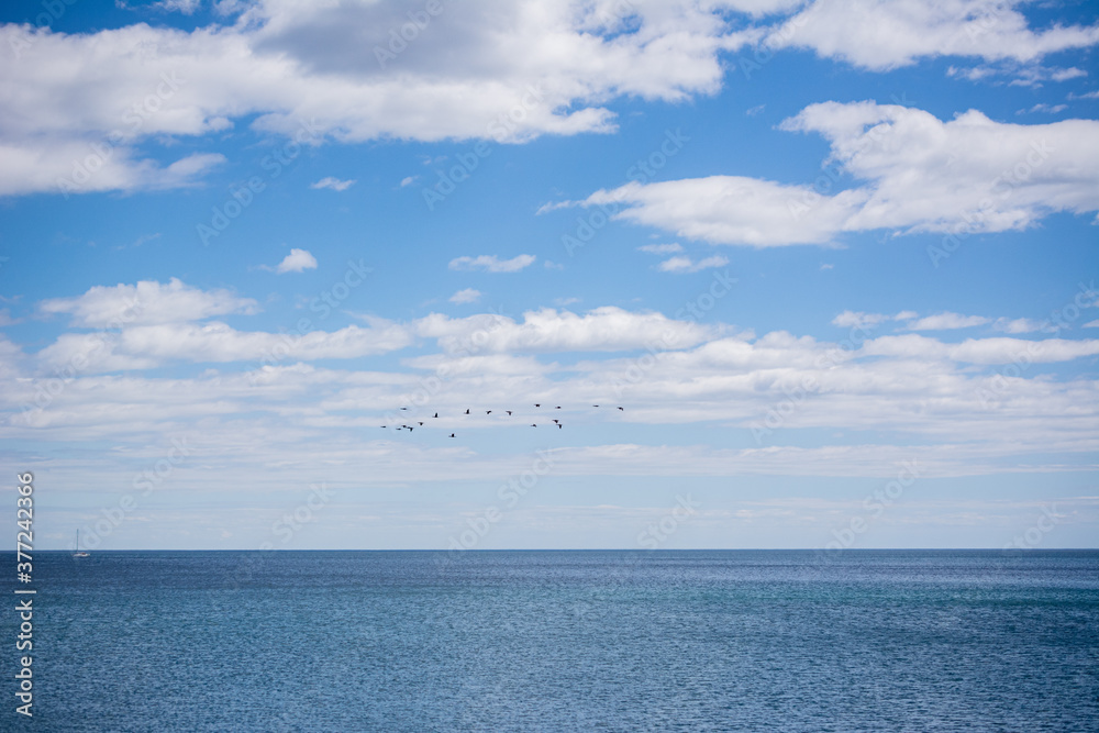 Obraz premium Bird fleet