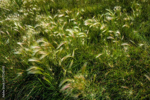 green wild grasses with silky seed tassels 