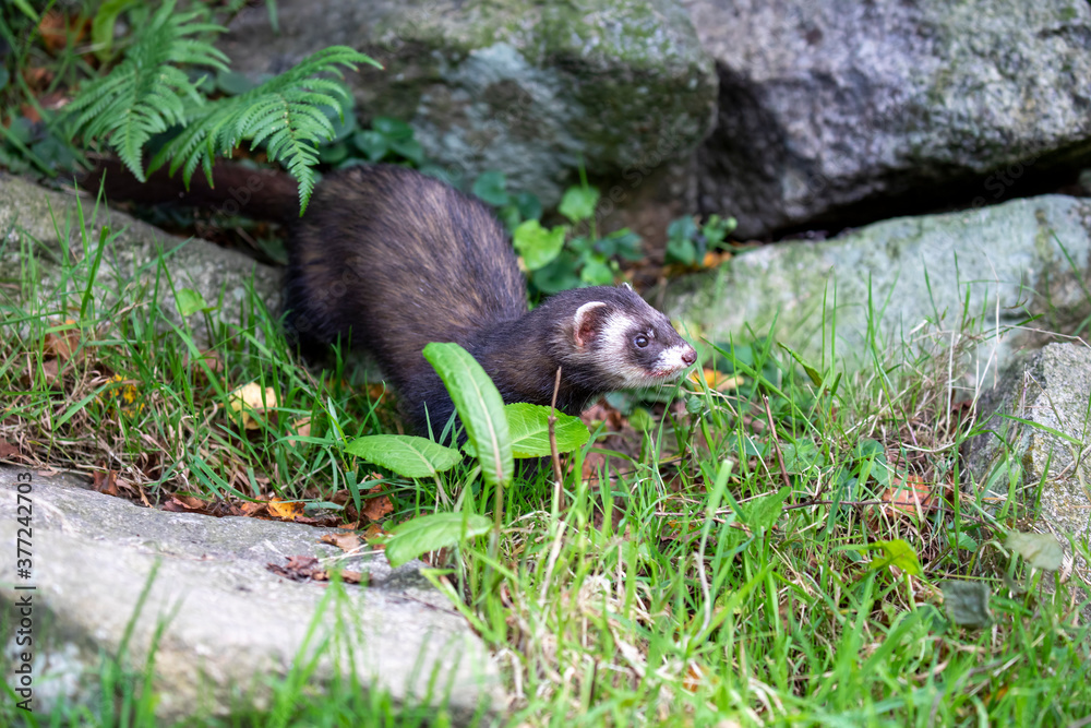 polecat, close portrait of whole body on a rocky/grass outcrop looking around.