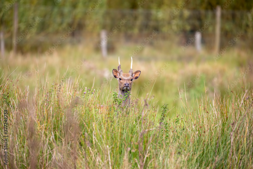 fallow deer close up with facial detail above long grass during a bright sunny day.