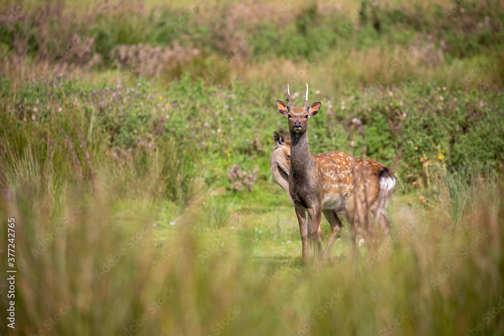 fallow deer close up with facial detail above long grass during a bright sunny day.