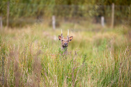 fallow deer close up with facial detail above long grass during a bright sunny day.