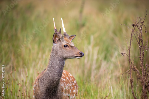 Obraz na płótnie fallow deer close up with facial detail above long grass during a bright sunny day. w salonie