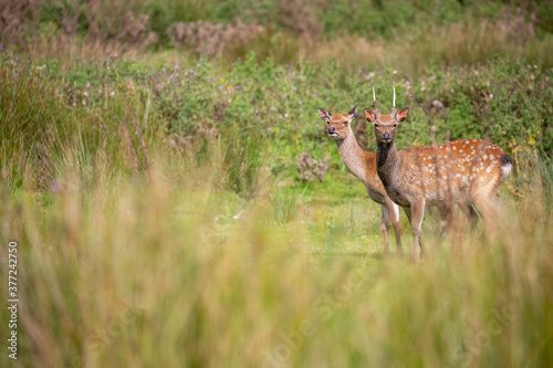 Obraz na płótnie fallow deer close up with facial detail above long grass during a bright sunny day. w salonie