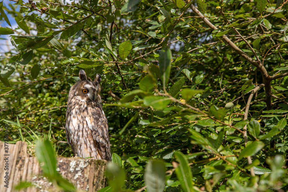 long-eared owl wide scene while perched on a post stump within branches of a tree.