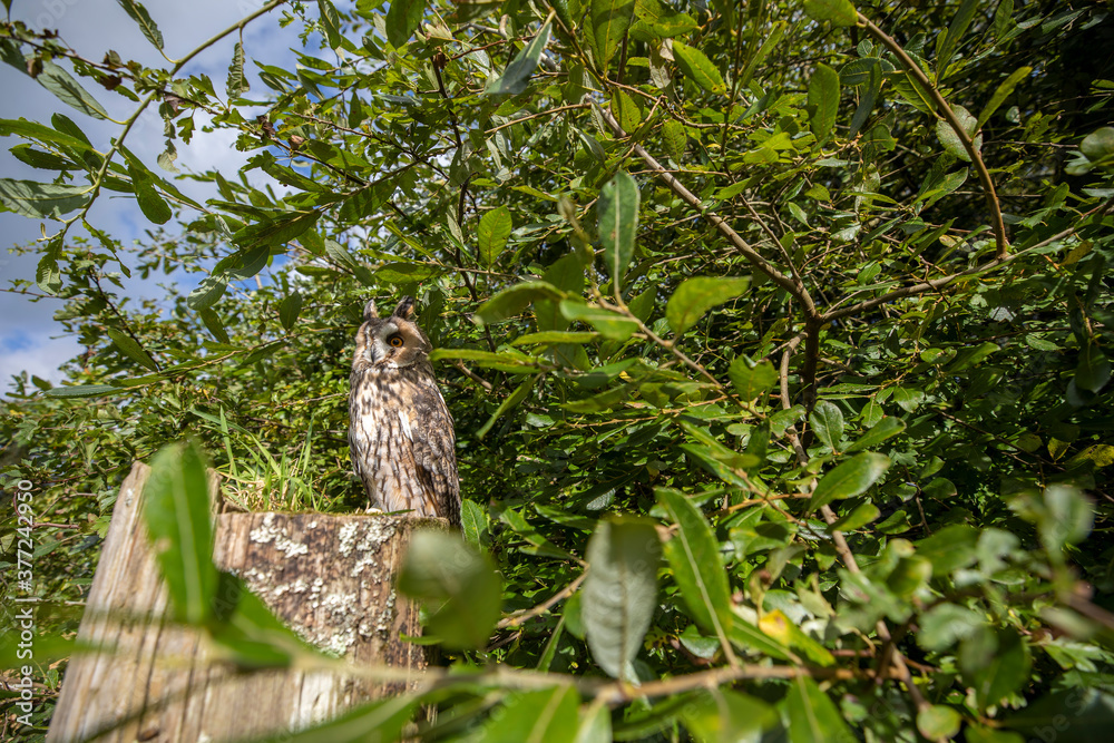 long-eared owl wide scene while perched on a post stump within branches of a tree.