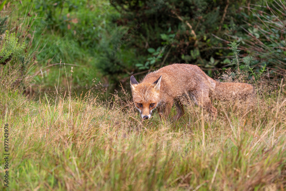 red fox, wide shot of fox walking, making funny faces within long grass during a sunny day. red fox, wide shot of fox walking, making funny faces within long grass during a sunny day.