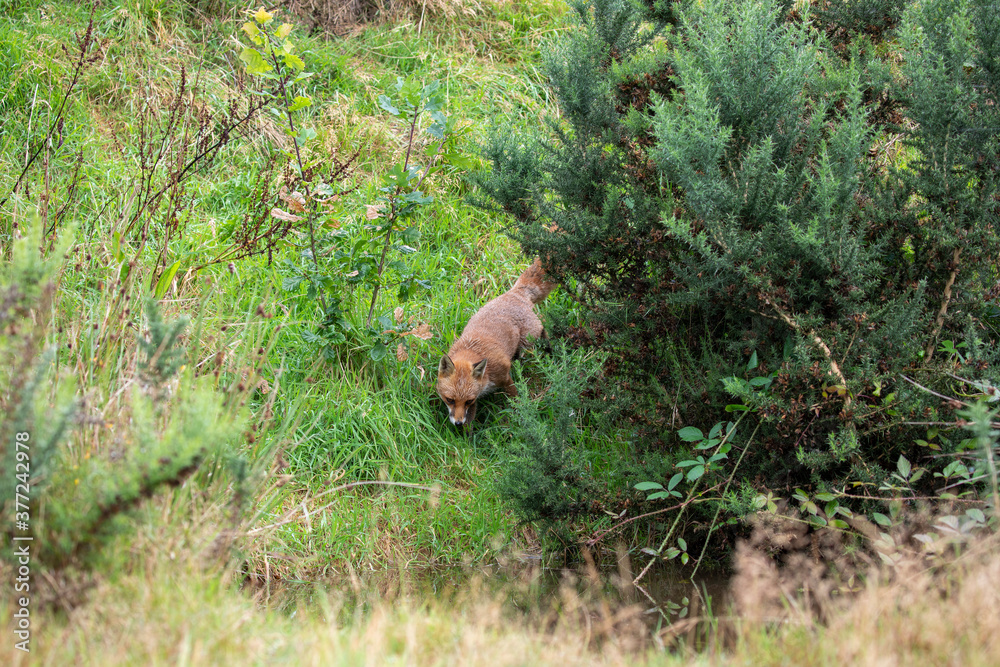 red fox, wide shot of fox walking, making funny faces within long grass during a sunny day.