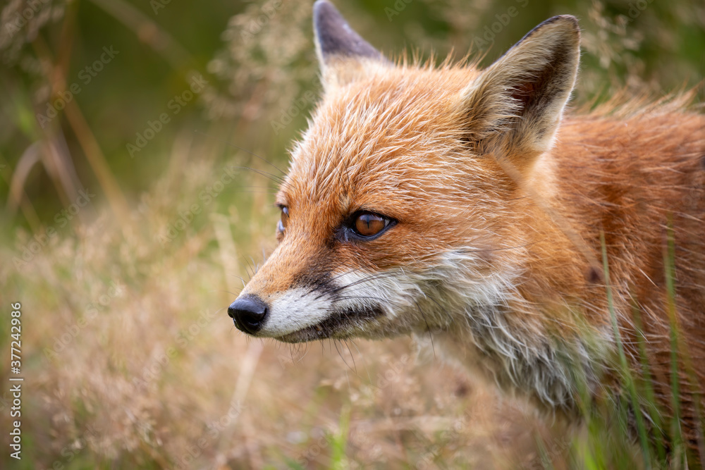 red fox, vulpes vulpes, close shot of fox with head detail walking towards camera within short and long grass during a sunny day.