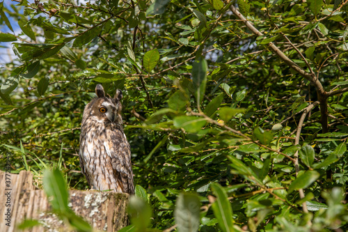 Obraz na płótnie long-eared owl wide scene while perched on a post stump within branches of a tree. w salonie