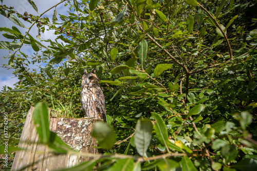 Obraz na płótnie long-eared owl wide scene while perched on a post stump within branches of a tree. w salonie