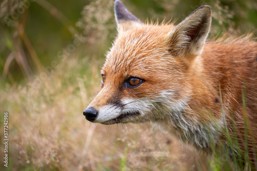 Obraz na płótnie red fox, vulpes vulpes, close shot of fox with head detail walking towards camera within short and long grass during a sunny day. w salonie