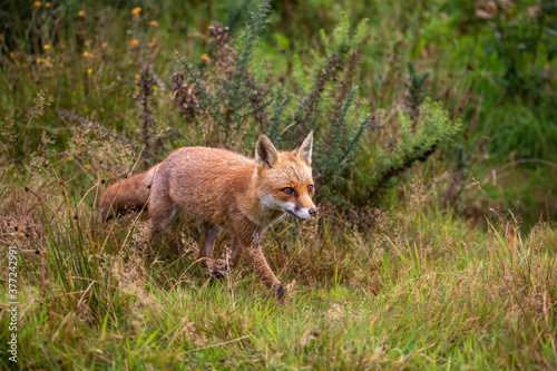 red fox, wide shot of fox walking, making funny faces within long grass during a sunny day. © Paul