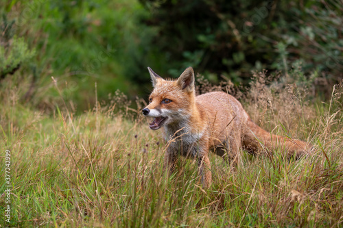 Obraz na płótnie red fox, vulpes vulpes, close shot of fox with head detail walking towards camera within short and long grass during a sunny day. w salonie