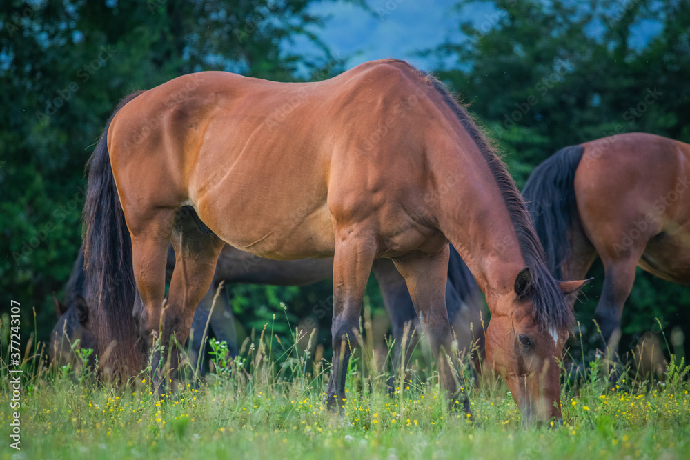 Fototapeta premium horse in the field, beautiful, pasture 