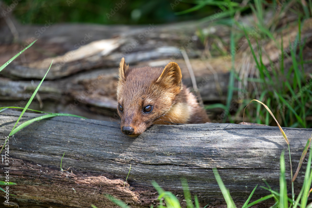 pine marten close up detail of head besides branch during a sunny day.