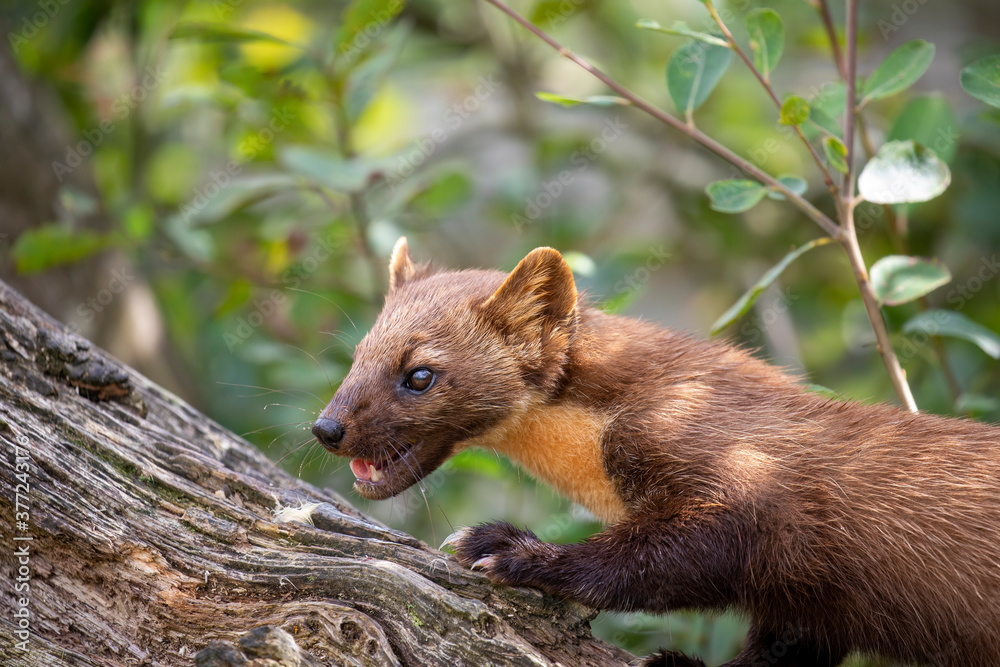 pine marten close up detail of head besides branch during a sunny day.