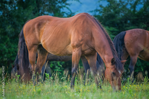 horse in the field, beautiful, pasture 