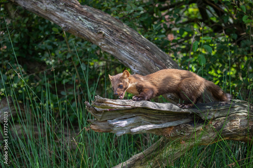Obraz na płótnie pine marten wide scene of whole body while on a branch within a wood during a sunny day. w salonie