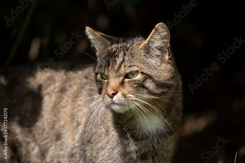Obraz na płótnie scottish wildcat adult male with facial detail caught by bright sunlight. w salonie