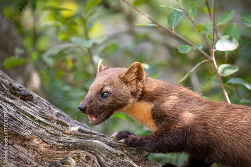 pine marten close up detail of head besides branch during a sunny day.