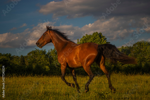 red, chestnut, black mane, horse in motion, in field, with sky, clouds, mane flowing © diana