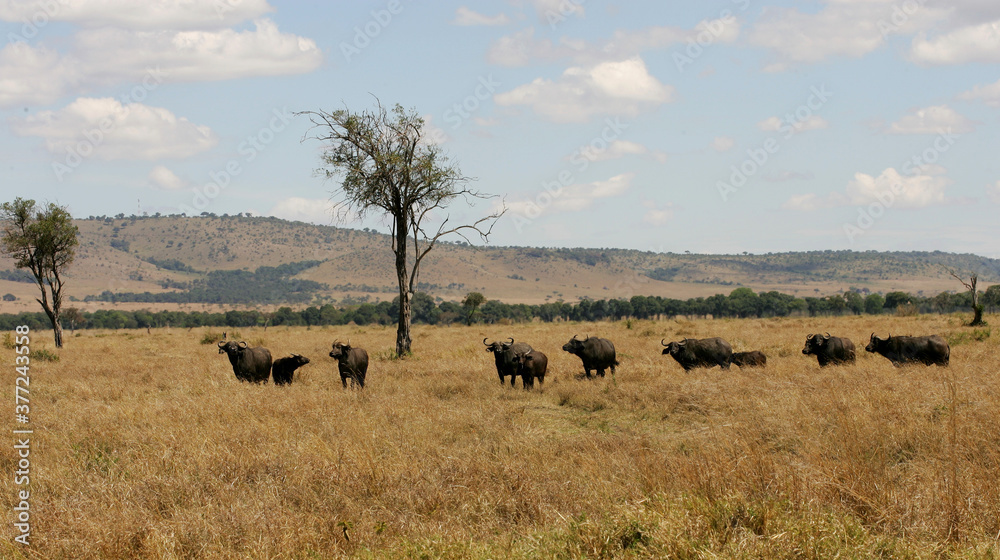 Landscape in the Masai Mara of Kenya Africa Landscape in the Masai Mara of Kenya Africa