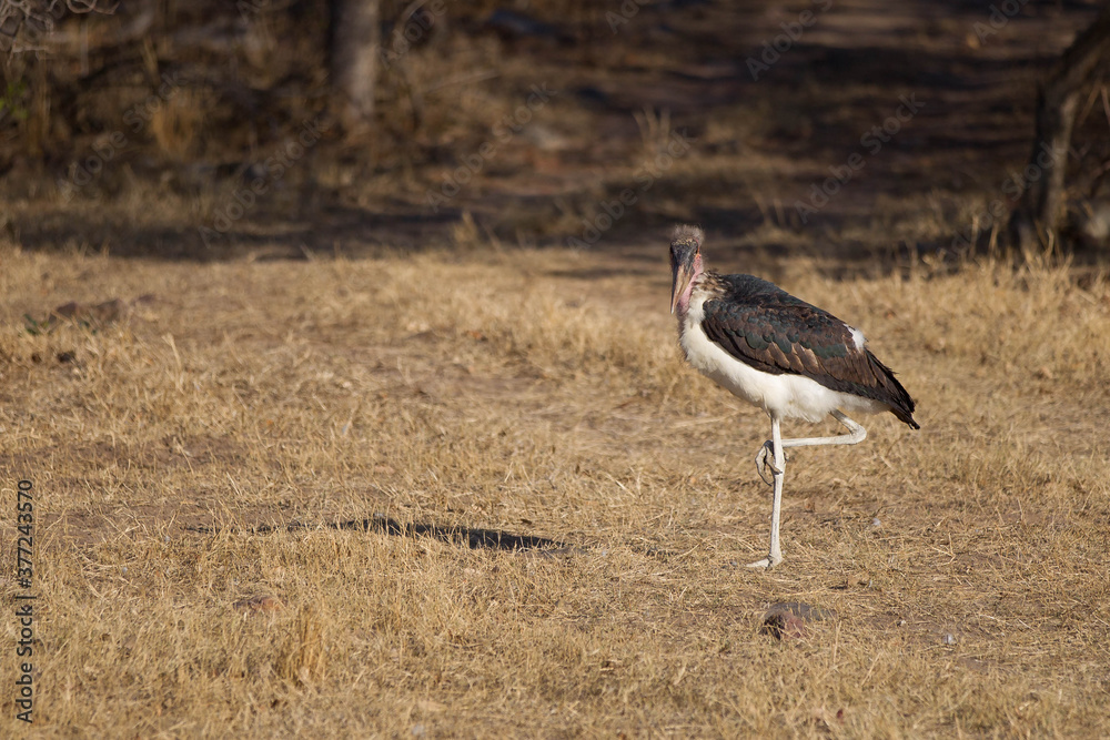Marabou storks in South Africa Marabou storks in South Africa