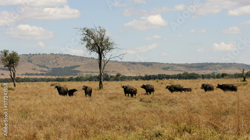 Landscape in the Masai Mara of Kenya Africa