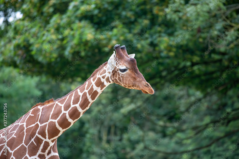 giraffe close up portrait of neck and head.