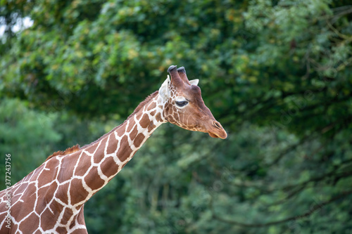 Obraz na płótnie giraffe close up portrait of neck and head. w salonie