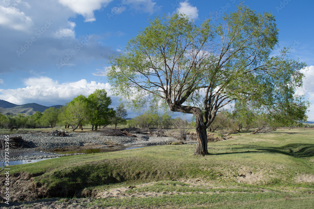 River and nature landscape in Mongolia River and nature landscape in Mongolia