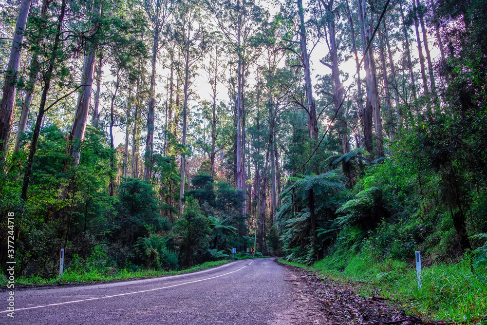 Obraz premium Winding road beneath tall eucalyptus trees and ferns in Australia