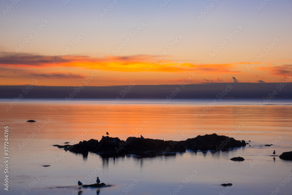Fototapeta premium Seagulls silhouettes perching on rocks in water at tranquil sunset