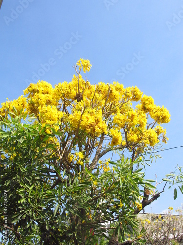 yellow flowers on blue sky background for wallpaper