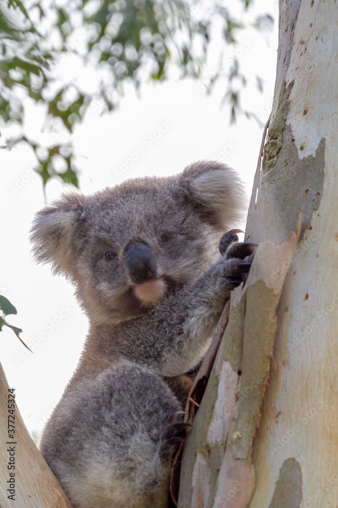 Fototapeta premium An Australian Koala Bear marsupial in a Eucalyptus tree with an eye infected with Chlamydia which is common amongst the tree dwellers. 