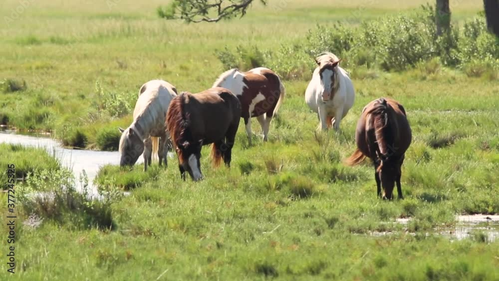 Brown and white wild horses are roaming freely on the grasslands of Assateague Island. They are grazing together on a windy afternoon. Brown and white wild horses are roaming freely on the grasslands of Assateague Island. They are grazing together on a windy afternoon.